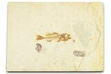 Rare, Fossil Fish (Hypsiprisca) - Wyoming #379467-1